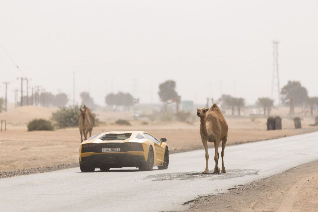 Lamborghini in Desert w Camels