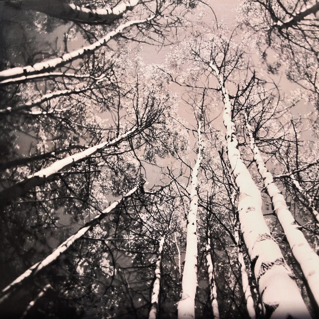 Aspen Trees: Talking The Holga with Artist Molly McCall